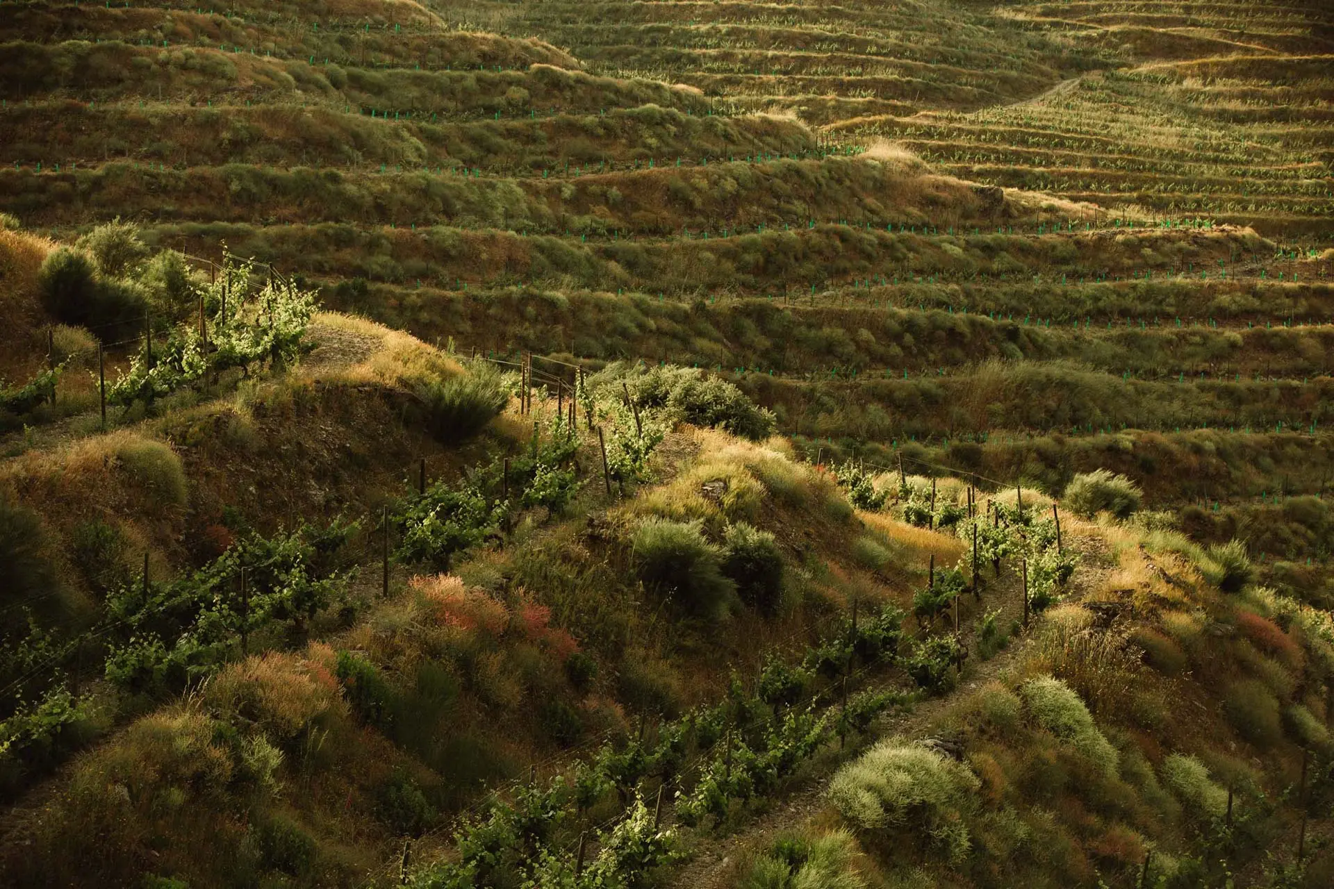 Bom Retiro Vineyard