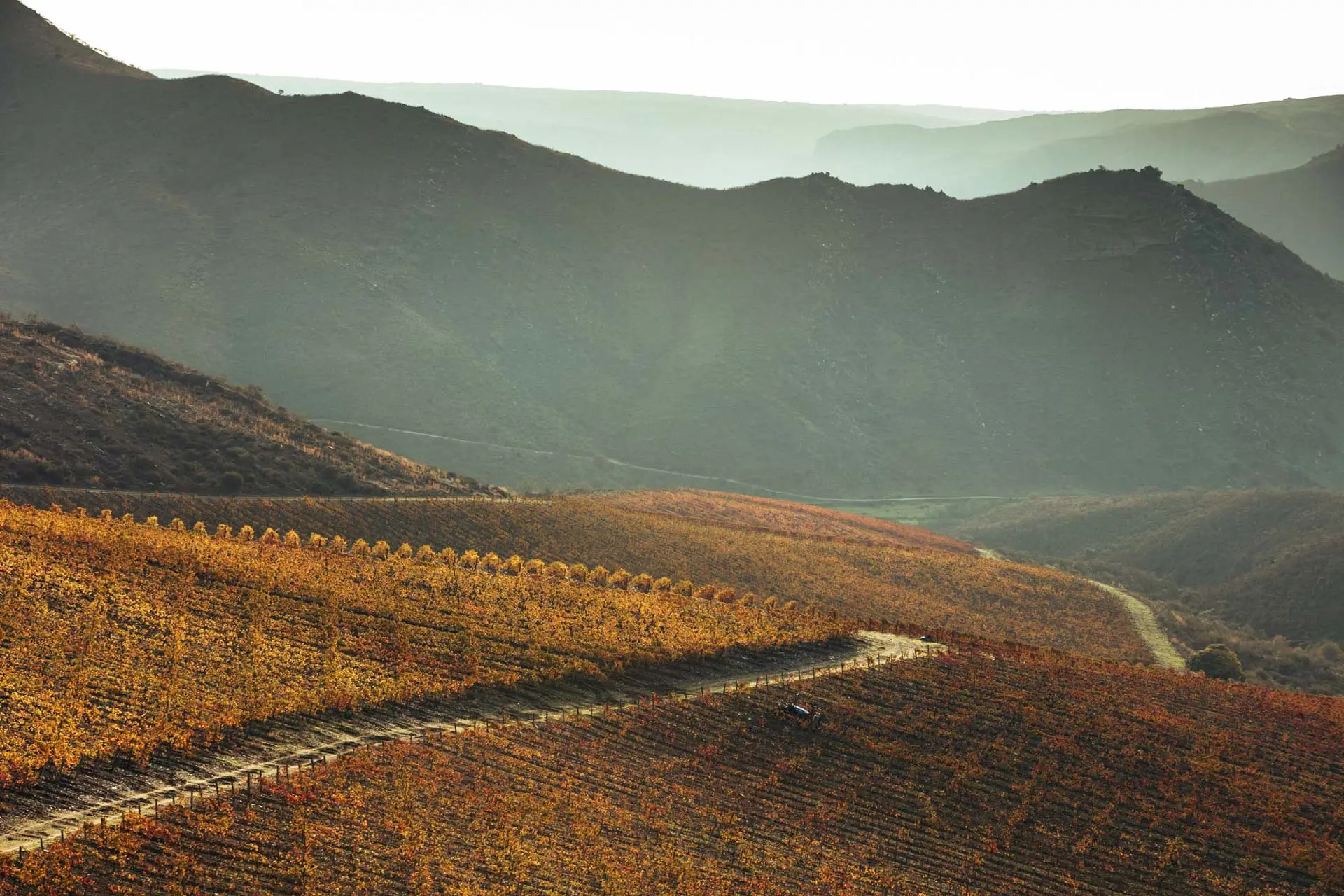 Ervamoira Vineyard
